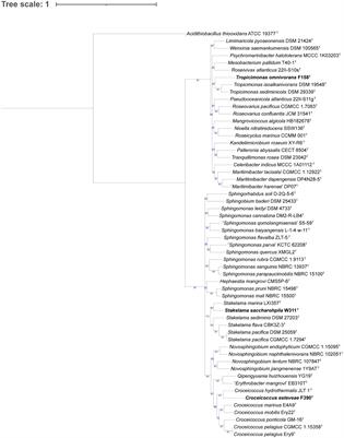 Genomic and phenotypic characterization of 26 novel marine bacterial strains with relevant biogeochemical roles and widespread presence across the global ocean